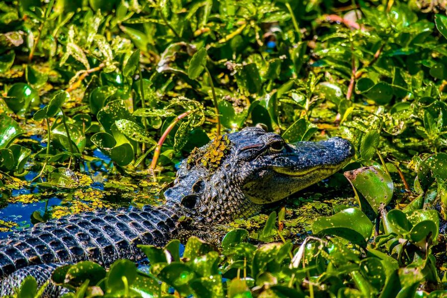 New Orleans: Oak Alley Plantation and Swamp Cruise Day Trip - The 100-minute swamp boat cruise