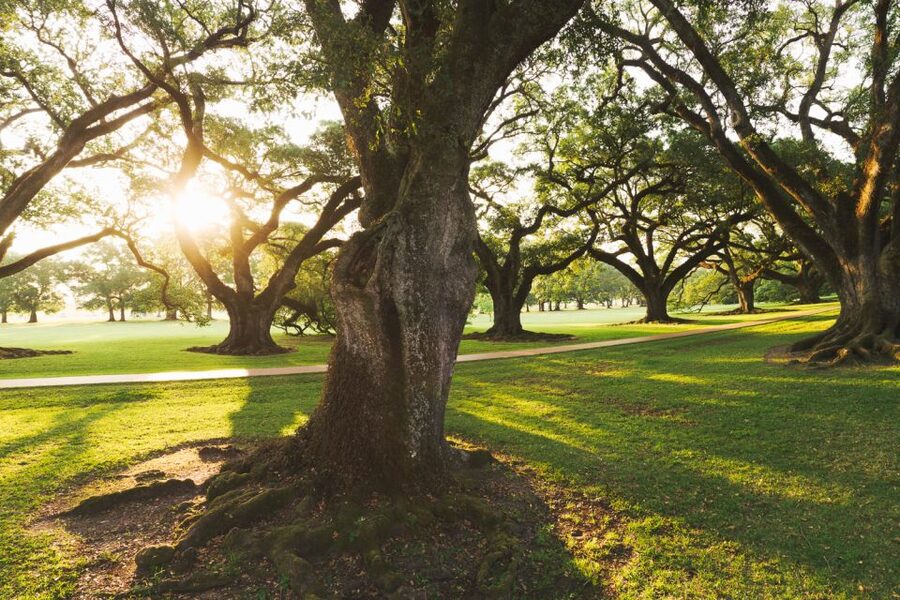 New Orleans: Oak Alley Plantation and Swamp Cruise Day Trip - Who should book this day trip?