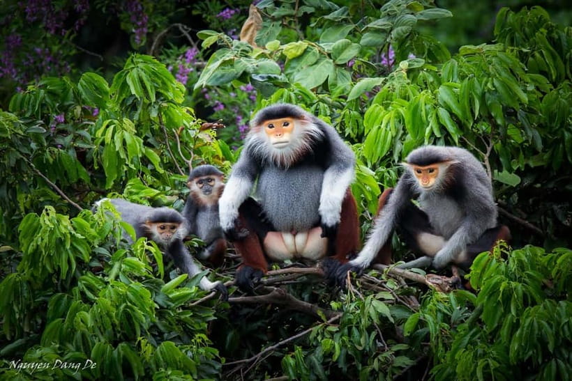 Ninh Binh: Cuc Phuong Jungle Hike & Wildlife Day Trip - From Ninh Binh to Cuc Phuong by comfortable van
