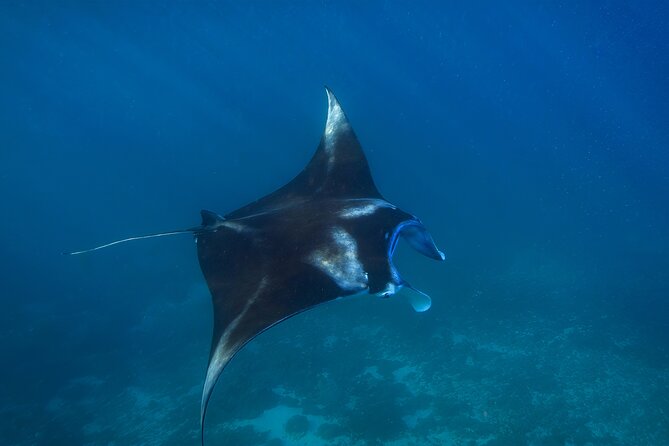 Nusa Penida day trip: boat, 4 snorkeling, Manta rays & Land tour - Kelingking Beach by private car