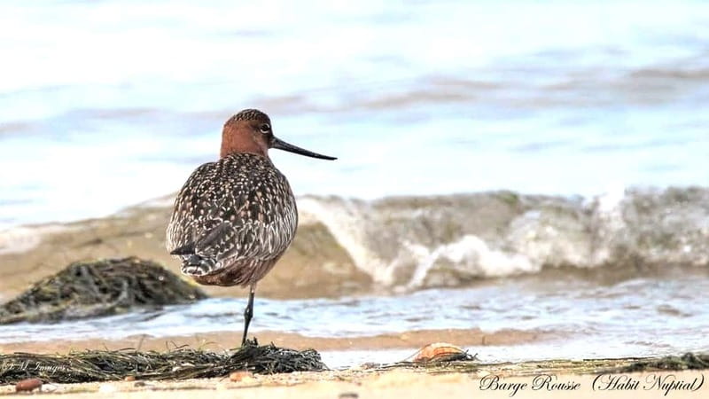 Olhão: Ria Formosa 3 Islands Guided Day Trip by Boat - Returning to the lagoon, with birds and oyster farms in view