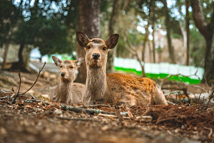 Osaka/Kyoto: Private Kyoto and Nara Day Trip - Choosing Nara only for a calmer cultural day
