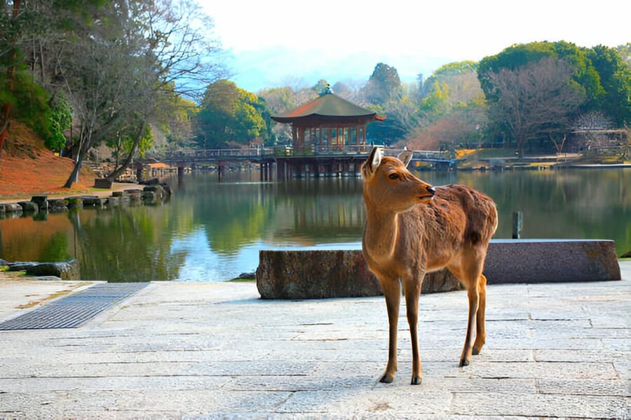 Osaka/Kyoto: Private Kyoto and Nara Day Trip - Arashiyama Bamboo Forest and the limits of a one-hour visit