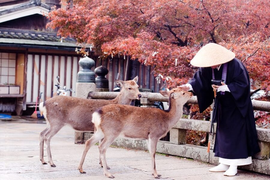 Osaka/Kyoto: Private Kyoto and Nara Day Trip - Choosing Kyoto only for a fuller city day