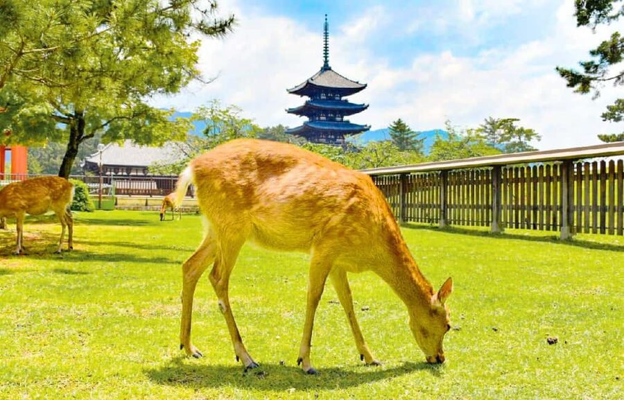 Osaka: Nara and Uji Day Trip with Deer Park and Hot Spring - Key points to know before booking