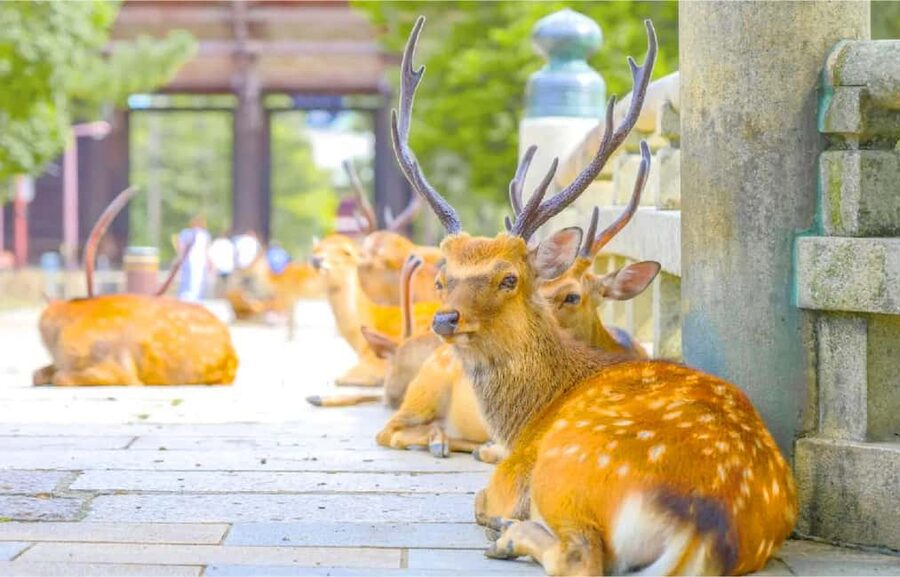 Osaka: Nara and Uji Day Trip with Deer Park and Hot Spring - Ending at Genji no Yu hot spring