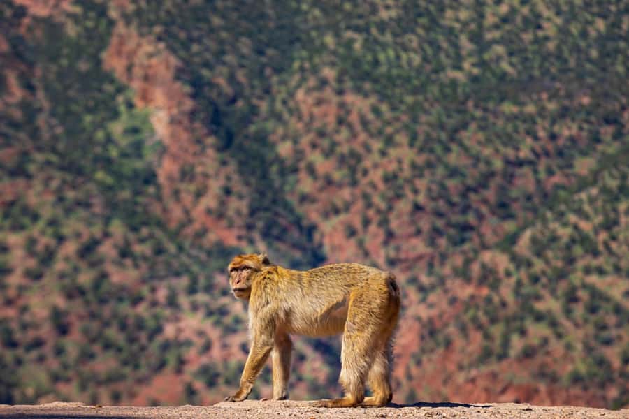 Ouzoud Waterfalls: Day Trip from Marrakech - What the price really gives you