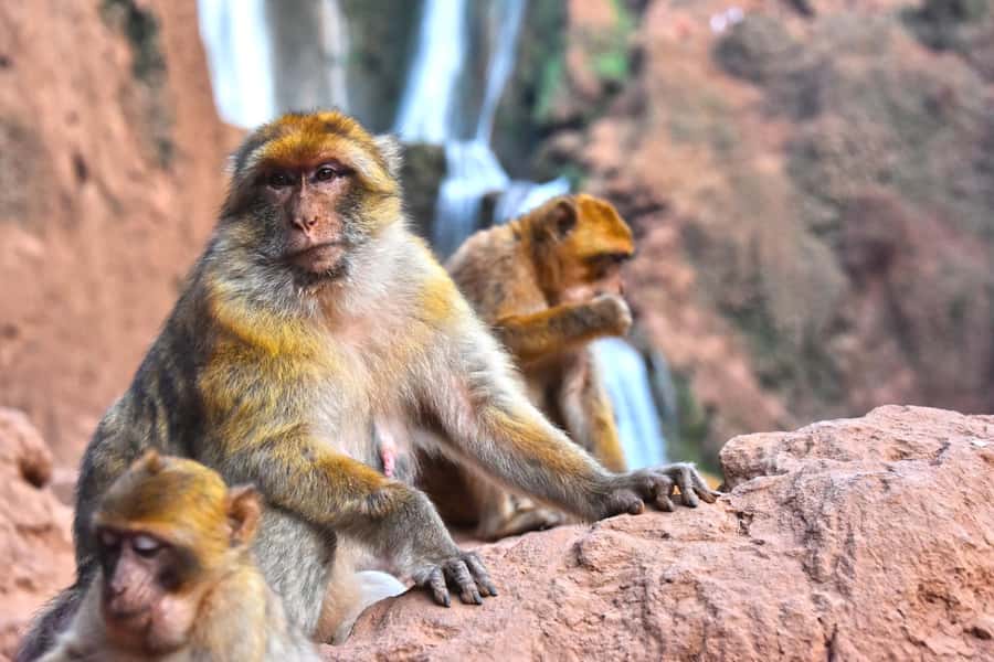 Ouzoud Waterfalls: Day Trip from Marrakech - The people who can shape your day