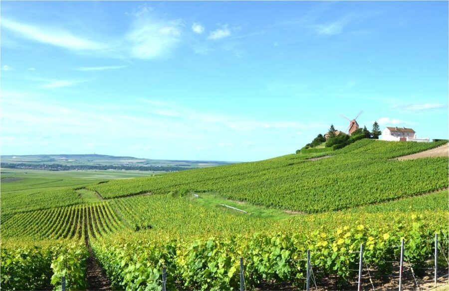 Paris: Private Day Trip to Champagne with 8 Tastings & Lunch - Practical details before you reserve