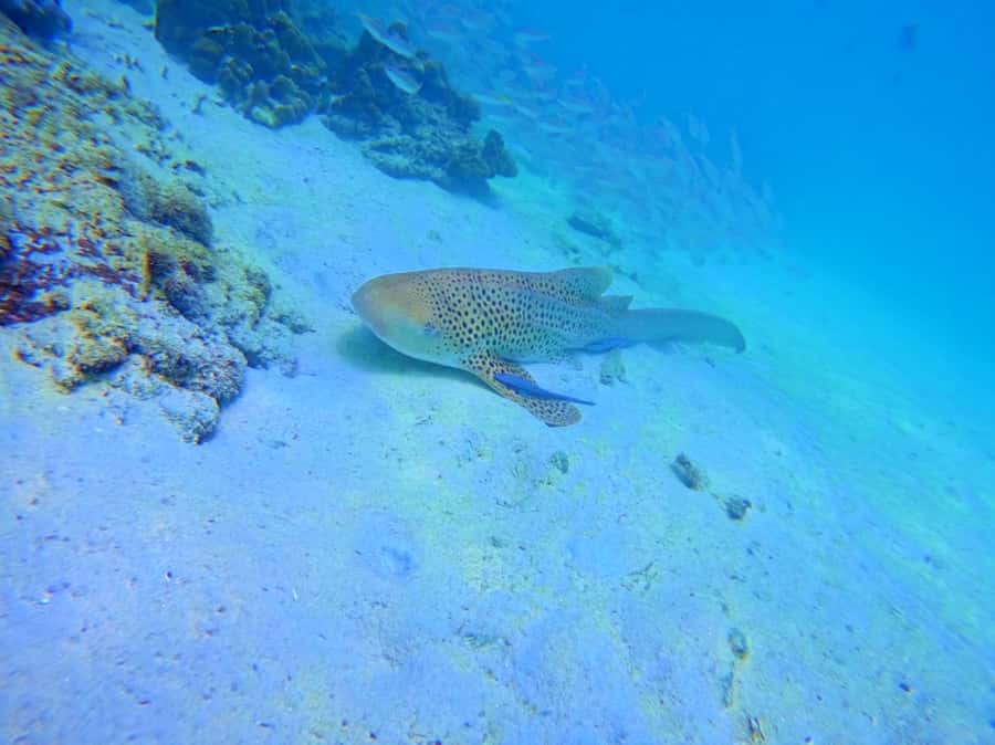 Phi Phi & Bamboo Islands: Premium Day Trip w/ Seaview Lunch - The early start from Phuket