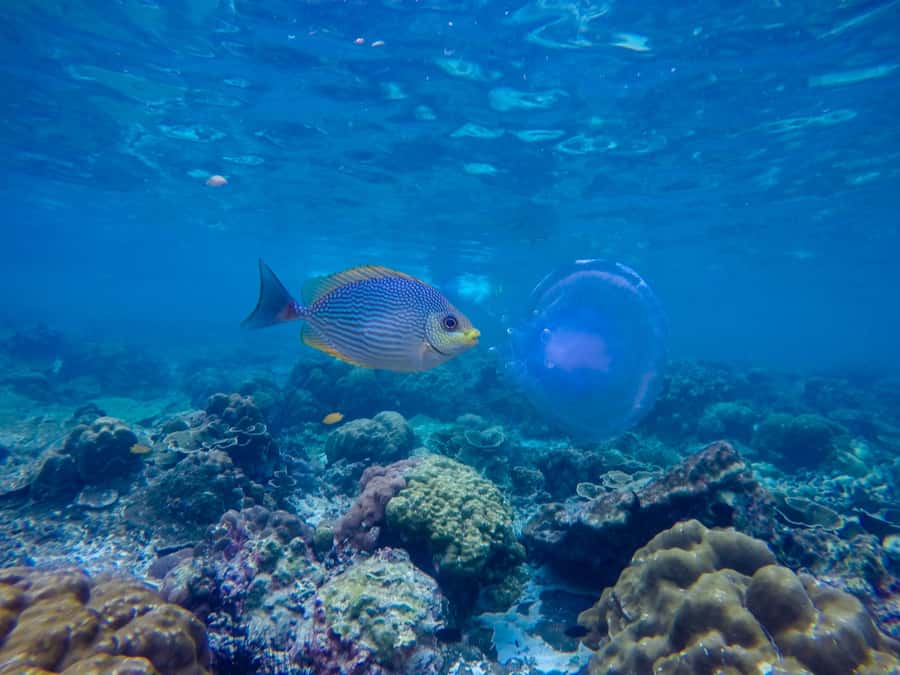 Phi Phi & Bamboo Islands: Premium Day Trip w/ Seaview Lunch - Phi Phi Don and the famous limestone cliffs