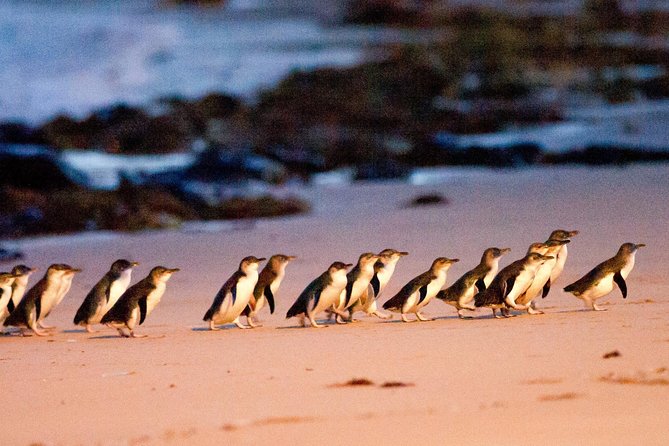 Phillip Island Day Trip from Melbourne with Penguin Plus Viewing Platform - Five things to know before you book