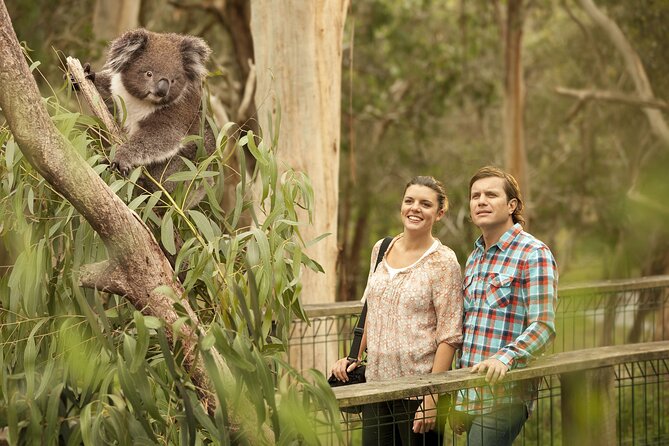 Phillip Island Day Trip from Melbourne with Penguin Plus Viewing Platform - Why Phillip Island makes a good day trip from Melbourne
