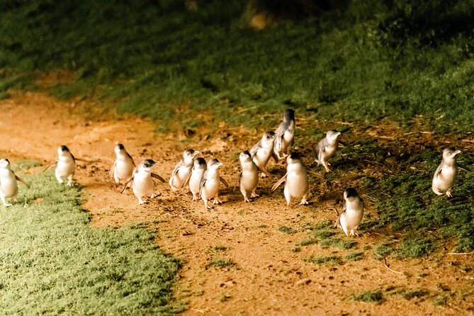 Phillip Island Day Trip from Melbourne with Penguin Plus Viewing Platform - Is $172.14 good value?