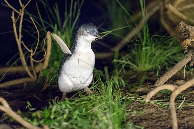 Phillip Island Penguin and Koala Highlights Day-Trip from Melbourne - Why this long day from Melbourne can be worth it