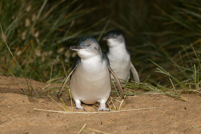 Phillip Island Penguin and Koala Highlights Day-Trip from Melbourne - Watching the Little Penguins come ashore