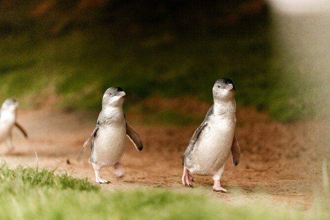 Phillip Island Penguin and Koala Highlights Day-Trip from Melbourne - What the guides add to the day