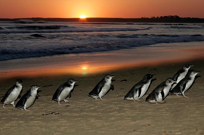 Phillip Island Penguin and Koala Highlights Day-Trip from Melbourne - Meeting koalas at the Conservation Reserve