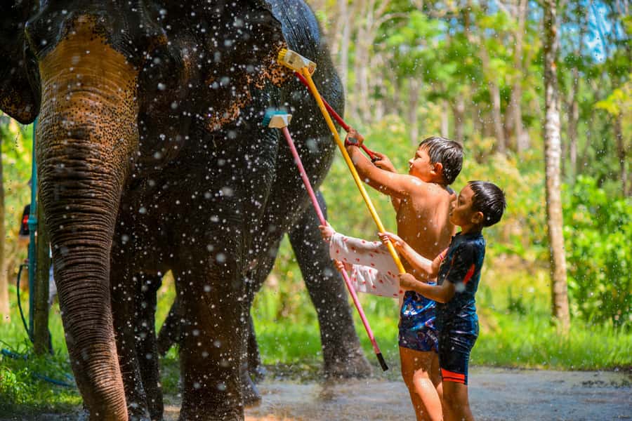Phuket: Lily Elephant Half day Trip on the Beach with lunch - Bathing elephants in the sea