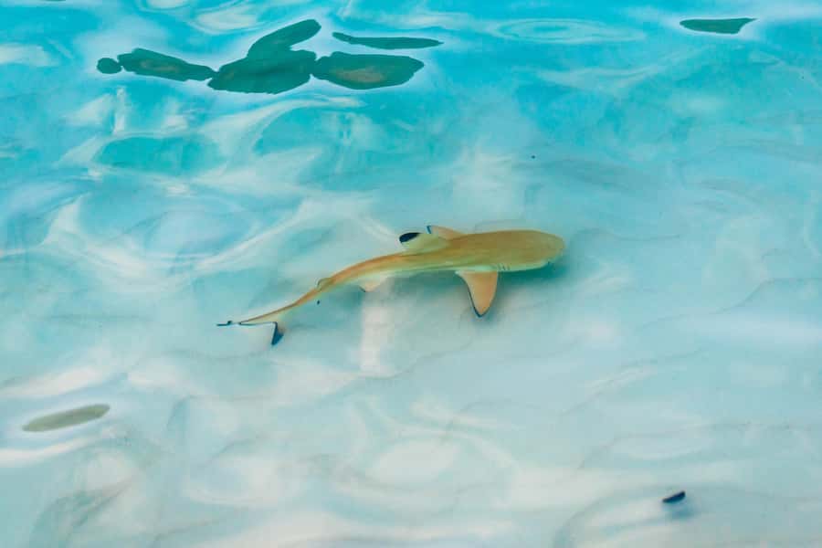 Phuket: Phi Phi Islands Day-Trip by Speed Catamaran - Food, drinks, equipment, and service