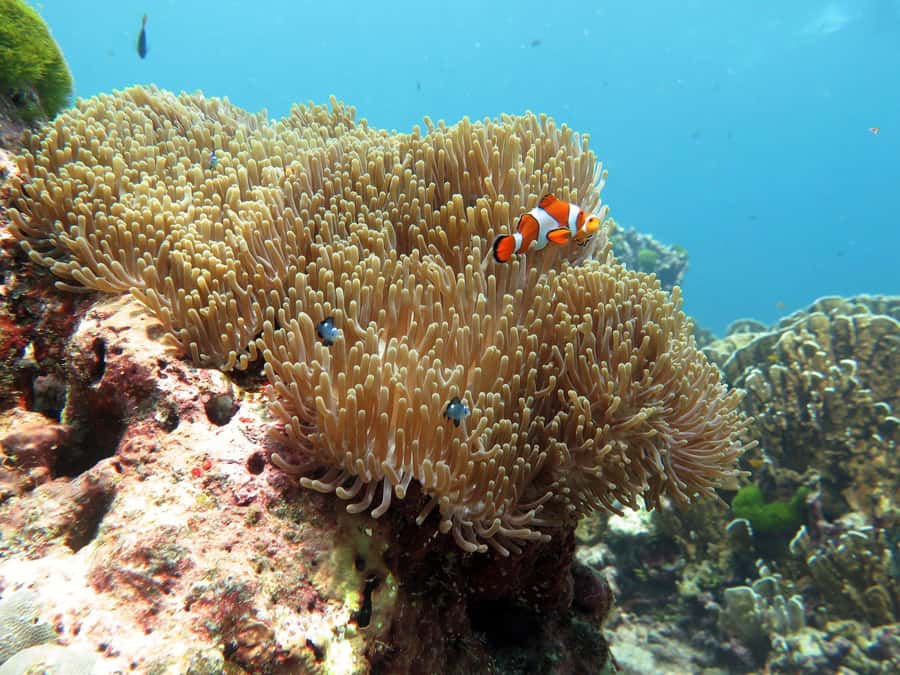 Phuket: Similan Island Full-Day Trip by Speedboat with Meals - Key points before you book