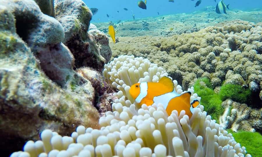 Phuket: Similan Island Full-Day Trip by Speedboat with Meals - The return to the pier and the value of the $106 price