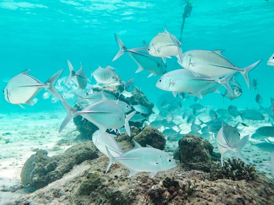 Phuket: Similan Island Full-Day Trip by Speedboat with Meals - Why the Similan Islands make a demanding day worthwhile