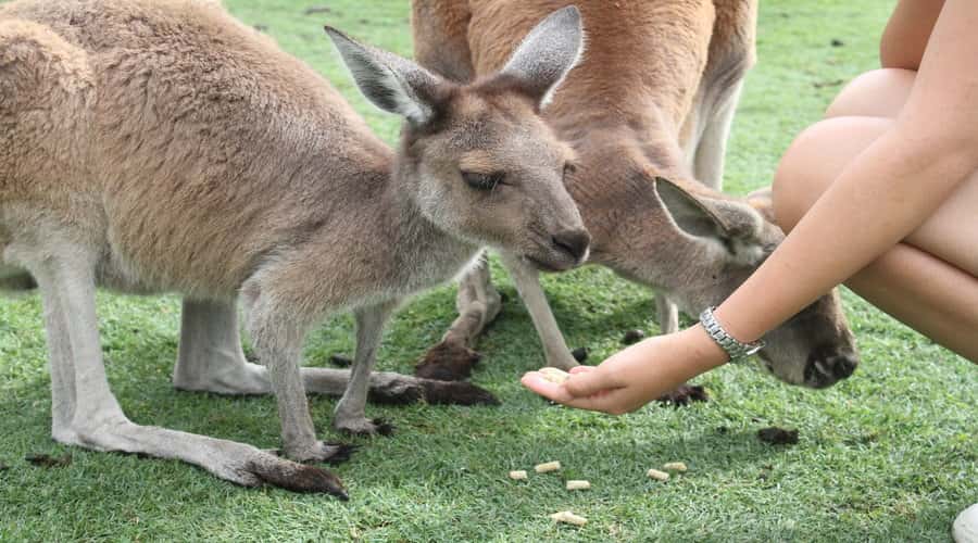 Pinnacles, Koalas, 4WD & Sandboarding Tour from Perth - Lancelin’s white dunes and the 4WD ride