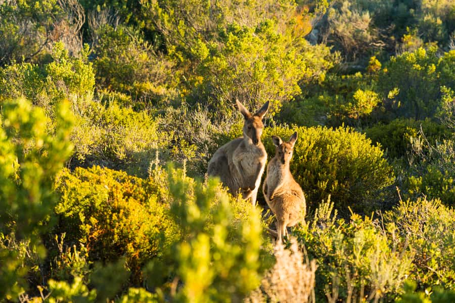 Port Lincoln: Coffin Bay Seafood, Wine, and Nature Day Trip - Who will enjoy this day most?