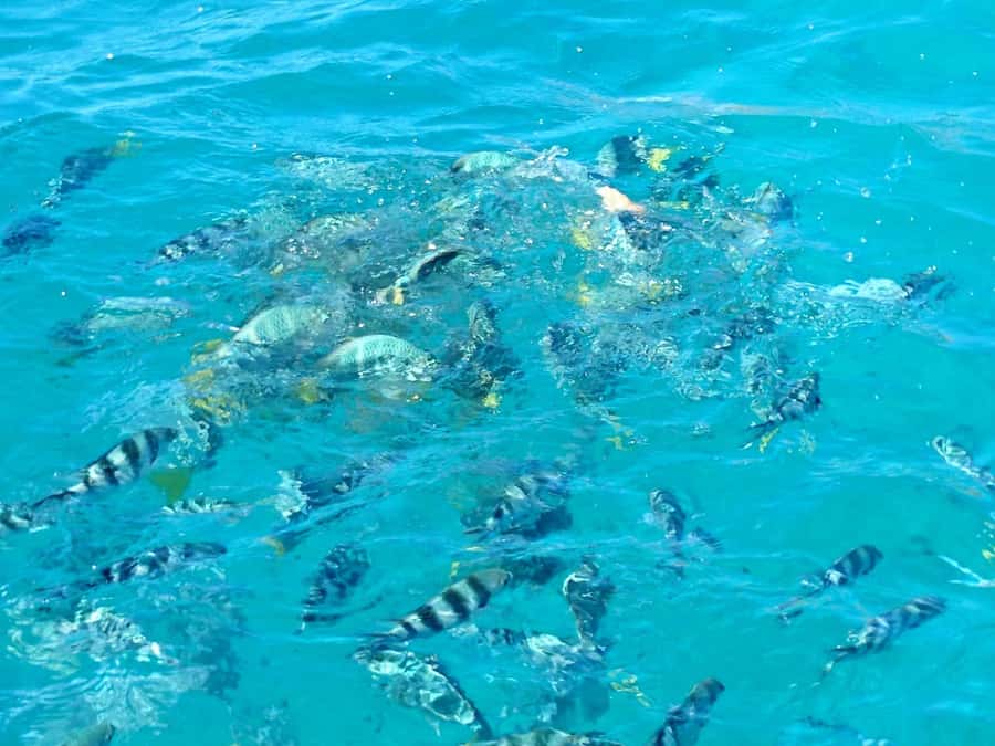 Praslin: Curieuse & St Pierre Island Day Trip with Barbecue - Snorkeling around St Pierre Island