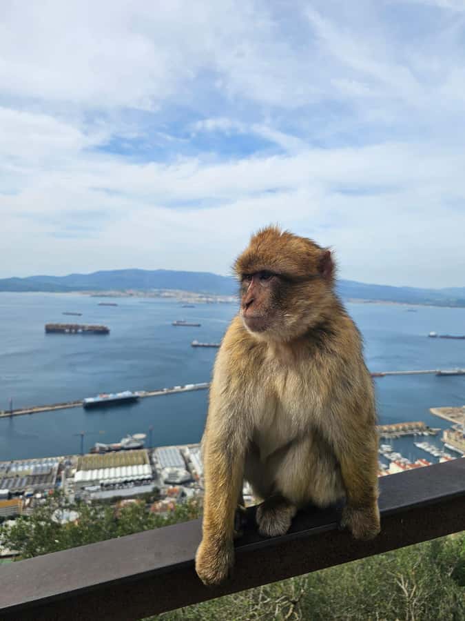 Private Day Trip: Gibraltar & (Tangier) Morocco from Seville - Gibraltar and the Rock: spectacular but crowd-sensitive