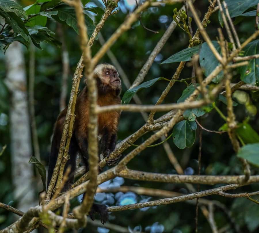Puerto Maldonado: Sandoval Lake Full-Day Trip with Canoeing - Lunch, black caimans, and the route back