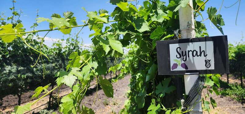 Querétaro: Haciendas, Vineyards, and Magical Towns Day Trip - Walking through Hacienda Atongo