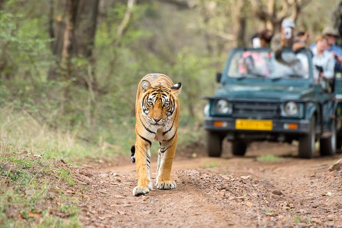 Ranthambore Tiger Safari Day trip from Jaipur - All Inclusive - Why this Jaipur day trip is appealing