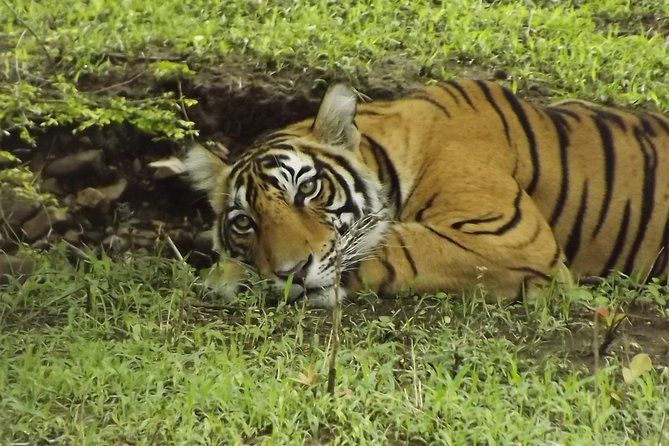 Ranthambore Tiger Safari Day trip from Jaipur - All Inclusive - The guide can make or break the park visit