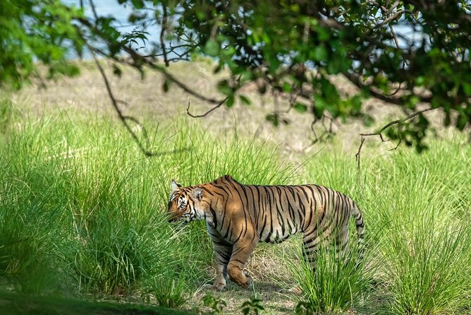 Ranthambore Tiger Safari from Jaipur – 1 or 2 Days - Three hours of searching for wildlife