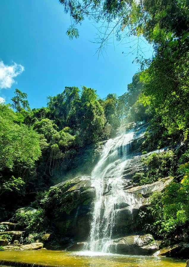 Rio de Janeiro: Tijuca Forest Challenge Hike Full-Day Trip - What the $86 Price Really Buys