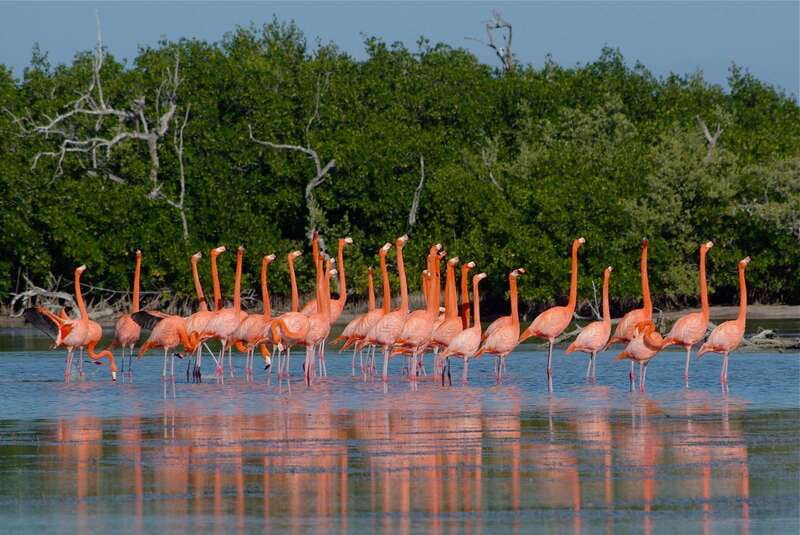 Riviera Maya: Rio Lagartos & Las Coloradas Day Trip w/Lunch - Five things to know before booking