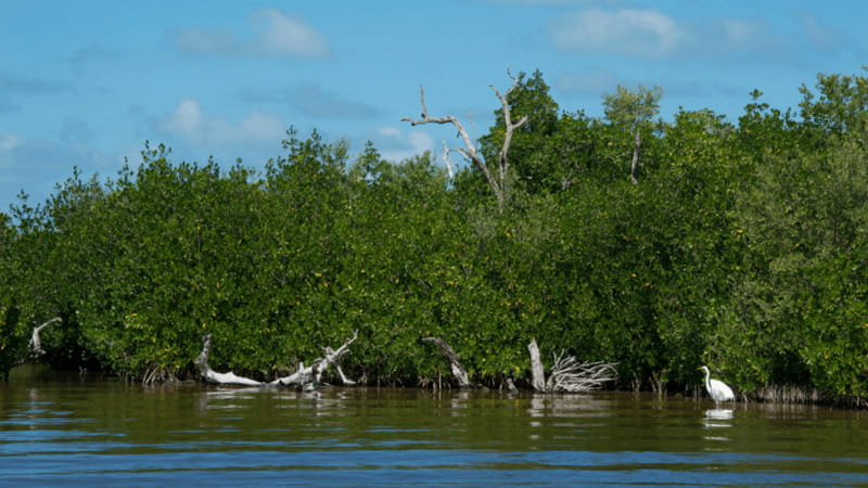 Riviera Maya: Rio Lagartos & Las Coloradas Day Trip w/Lunch - Fish lunch in Rio Lagartos