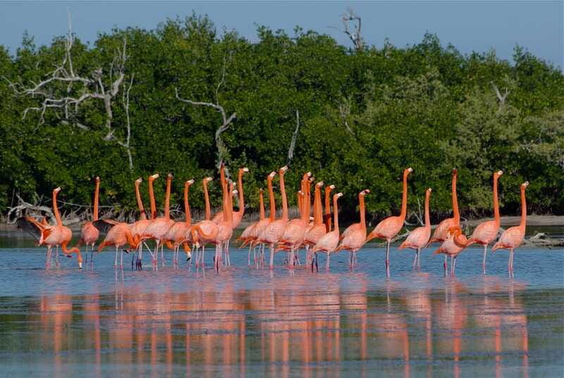 Riviera Maya: Rio Lagartos & Las Coloradas Day Trip w/Lunch - Who will enjoy this tour most?