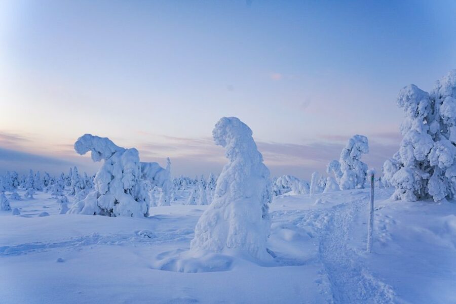 Rovaniemi: Riisitunturi National Park Day Trip with Lunch - Is the $223 price good value?