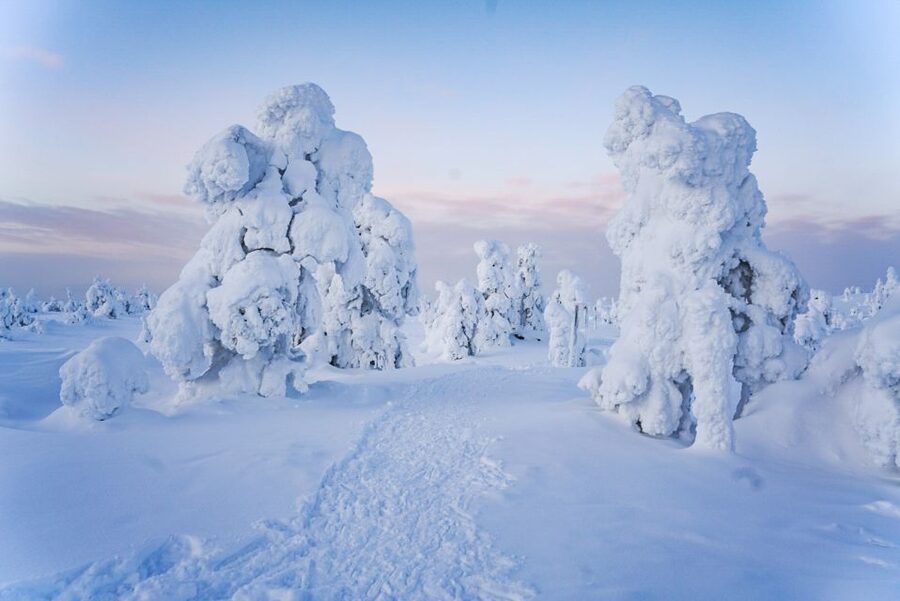 Rovaniemi: Riisitunturi National Park Day Trip with Lunch - Should you book it?