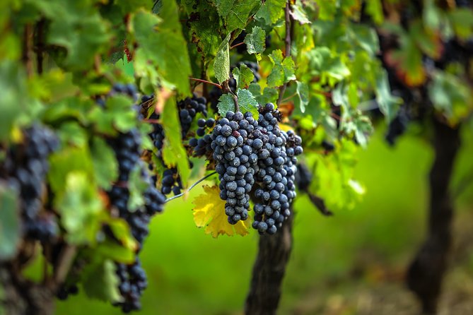 Saint Emilion Half-Day Trip with Wine Tasting & Winery Visit from Bordeaux - Walking through the UNESCO village