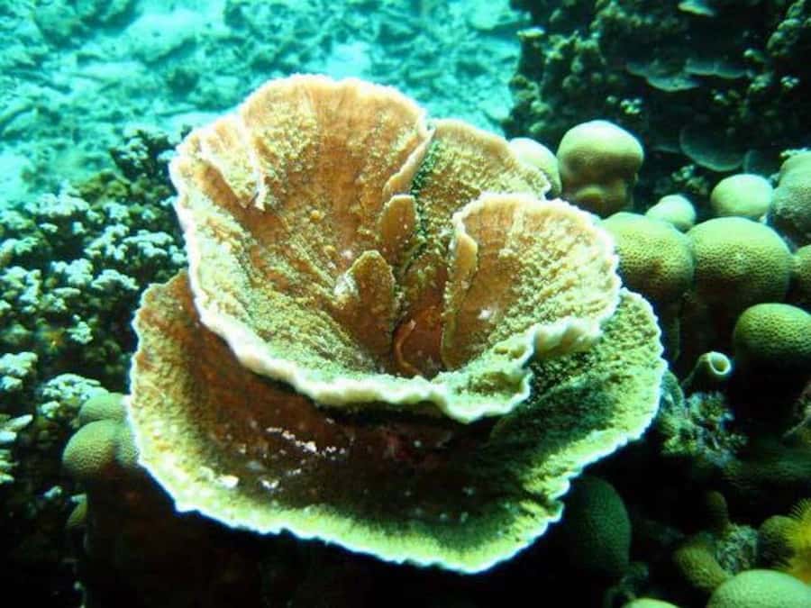 Samui: Angthong National Marine Park Day Trip by Speedboat - Talay Nai and the Emerald Lagoon viewpoint