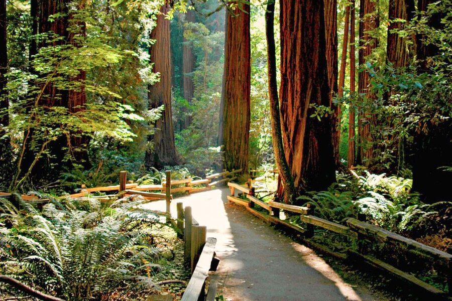 San Francisco: Muir Woods and Sausalito Half-Day Trip - Who should book this tour?