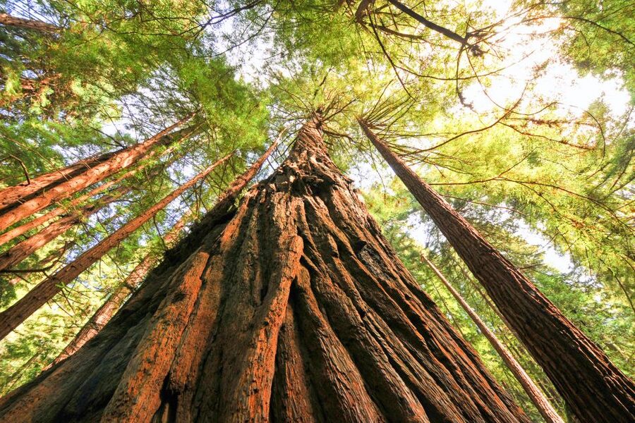 San Francisco: Muir Woods and Sausalito Half-Day Trip - Walking beneath the redwoods at Muir Woods