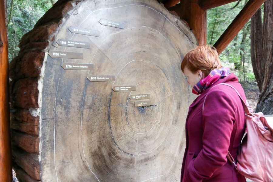 San Francisco: Muir Woods and Sausalito Half-Day Trip - Timing, comfort, and what to bring