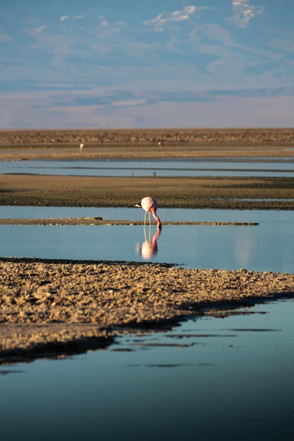 San Pedro de Atacama: Red Rocks & Altiplano Lagoons Day Trip - Tropic of Capricorn and breakfast with a view