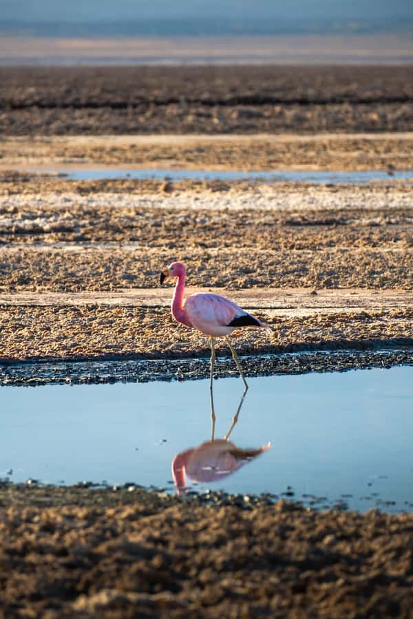 San Pedro de Atacama: Red Rocks & Altiplano Lagoons Day Trip - Piedras Rojas, the red heart of the route