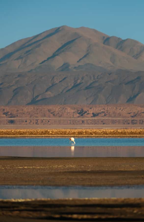 San Pedro de Atacama: Red Rocks & Altiplano Lagoons Day Trip - Early pickup and the long road south